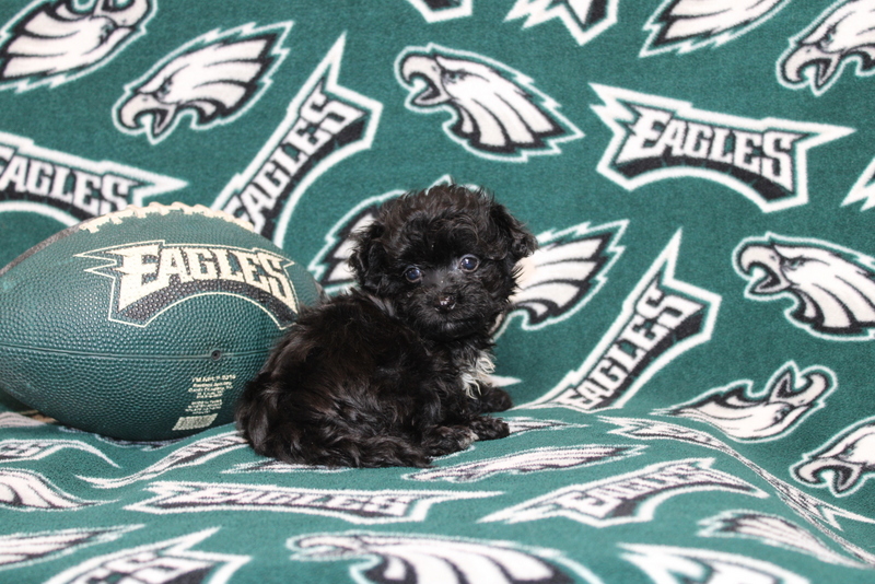 puppy, for, sale, Maltipoo, Matthew B. Stoltzfus, dog, breeder, Gap, PA, dog-breeder, puppy-for-sale, forsale, nearby, find, puppyfind, locator, puppylocator, aca